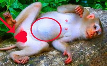 It was early morning in the quiet forest, where golden sunlight filtered gently through the leaves. The world seemed calm, but beneath a large tree, a young mother monkey was facing one of the most intense and life-changing moments of her life. Her breaths came fast and heavy, her small body trembling with effort as she prepared to bring her first newborn into the world. Around her, the forest continued its usual rhythm—birds calling, leaves rustling, and distant footsteps echoing softly. Yet for her, time felt slow and heavy. She shifted uncomfortably on the warm earth, gripping the ground with her fingers as another wave of pain passed through her. Though still young and inexperienced, courage filled her eyes. She knew what was happening. She knew she had to be strong. Minutes passed like hours. She paused, panting, gathering strength as her body worked with instinctive determination. This was nature’s most sacred moment—the moment when struggle turns into life. Finally, with one final effort, a tiny, fragile newborn slid gently into the world. The young mom exhaled in relief, her trembling slowly easing. She reached for the baby immediately, driven by instinct and love. Her hands were gentle as she lifted the tiny creature, still wet and weak, into her arms. She began cleaning the newborn with soft, careful licks, warming its tiny body and helping it breathe. The little one whimpered softly, moving its delicate fingers for the first time. The young mom watched with wide, emotional eyes—part awe, part exhaustion, all love. This was the best moment of her life. Despite the pain and fear, she had succeeded. She had brought new life into the world. Holding her newborn close to her chest, the young mother curled around it protectively, letting out a quiet, grateful sigh. At that moment, nothing else in the forest mattered. She was no longer just a young monkey—she was a mother.