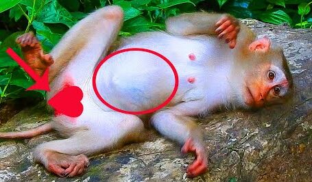 It was early morning in the quiet forest, where golden sunlight filtered gently through the leaves. The world seemed calm, but beneath a large tree, a young mother monkey was facing one of the most intense and life-changing moments of her life. Her breaths came fast and heavy, her small body trembling with effort as she prepared to bring her first newborn into the world. Around her, the forest continued its usual rhythm—birds calling, leaves rustling, and distant footsteps echoing softly. Yet for her, time felt slow and heavy. She shifted uncomfortably on the warm earth, gripping the ground with her fingers as another wave of pain passed through her. Though still young and inexperienced, courage filled her eyes. She knew what was happening. She knew she had to be strong. Minutes passed like hours. She paused, panting, gathering strength as her body worked with instinctive determination. This was nature’s most sacred moment—the moment when struggle turns into life. Finally, with one final effort, a tiny, fragile newborn slid gently into the world. The young mom exhaled in relief, her trembling slowly easing. She reached for the baby immediately, driven by instinct and love. Her hands were gentle as she lifted the tiny creature, still wet and weak, into her arms. She began cleaning the newborn with soft, careful licks, warming its tiny body and helping it breathe. The little one whimpered softly, moving its delicate fingers for the first time. The young mom watched with wide, emotional eyes—part awe, part exhaustion, all love. This was the best moment of her life. Despite the pain and fear, she had succeeded. She had brought new life into the world. Holding her newborn close to her chest, the young mother curled around it protectively, letting out a quiet, grateful sigh. At that moment, nothing else in the forest mattered. She was no longer just a young monkey—she was a mother.