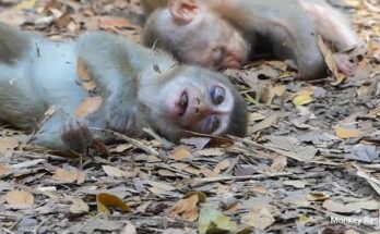 BAD NEWS! INNOCENT RAINBOW FALLS DOWN UNTIL NO POWER, BREAKING HEART RAINBOW FELL DOWN IN SERIOUS