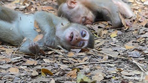 BAD NEWS! INNOCENT RAINBOW FALLS DOWN UNTIL NO POWER, BREAKING HEART RAINBOW FELL DOWN IN SERIOUS