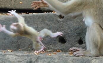 Mother Luna put tiny Lucy into water how to swim