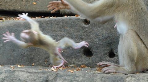 Mother Luna put tiny Lucy into water how to swim