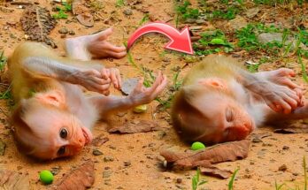 Thus Luna Less Caring & Crazy Sometimes, But She Loves Baby Lynx So Much