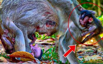 So Beautiful Tiny Tia Adorable Baby Newborn