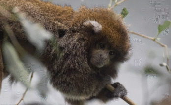 That's Bananas! Marvelous Monkey Facts