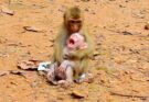 Mother Monkey Comforts Her Crying Baby - Baby Monkey Crying in Its Mother’s Arms
