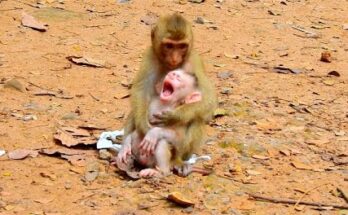 Mother Monkey Comforts Her Crying Baby - Baby Monkey Crying in Its Mother’s Arms