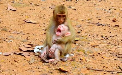 Mother Monkey Comforts Her Crying Baby - Baby Monkey Crying in Its Mother’s Arms