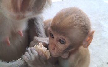 a monkey mother and baby eating roti