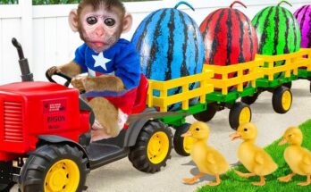 Monkey Farming Fun! Watermelon Harvest with Baby Monkeys