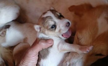 A street dog mom feeding her baby dog (cute puppy)