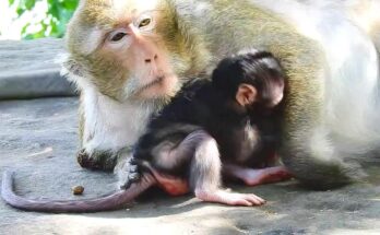 Mummy…!! Mum, I’m here! Help…! When you call for Mum, she always comes...!