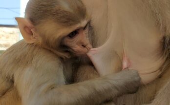 a baby monkey drinking milk